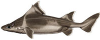 Oxynotus centrina_01.jpg